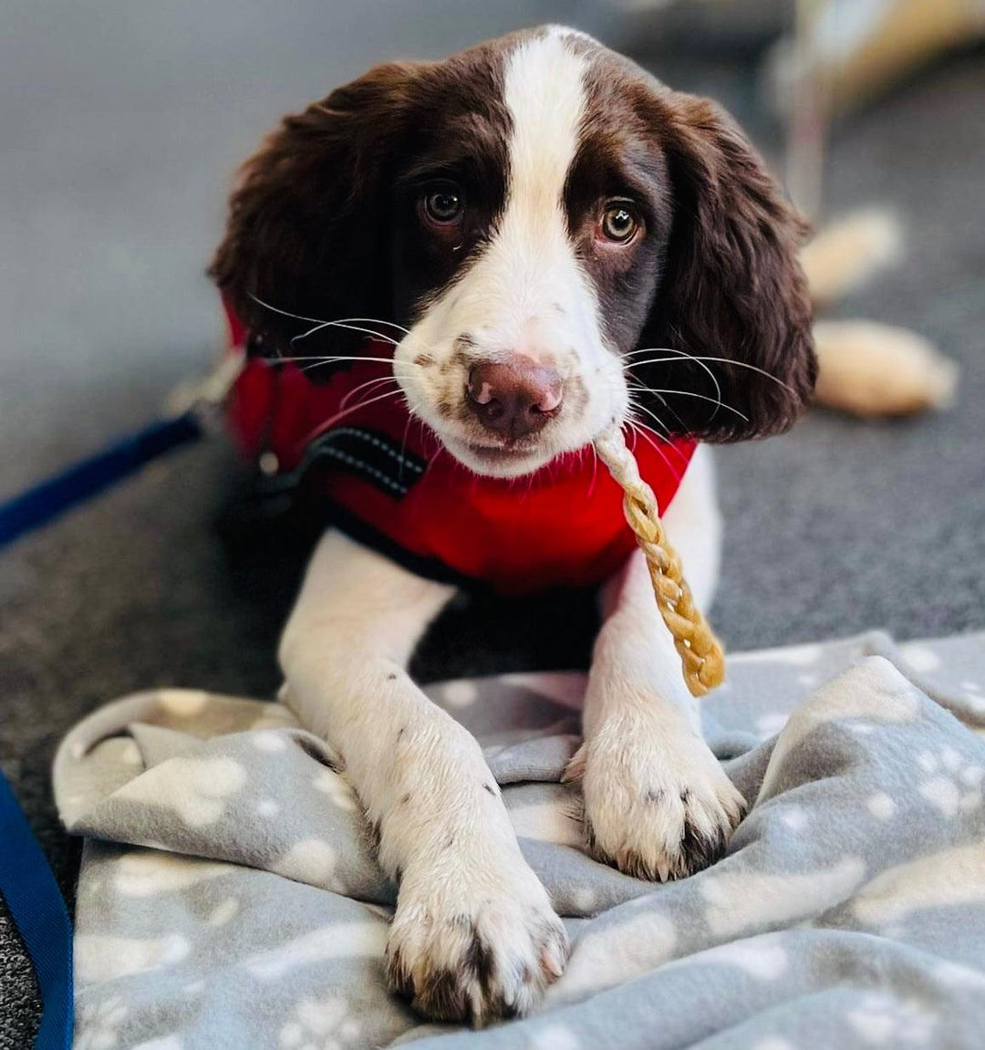 5 Ways To Encourage Good Behaviour In Your Puppy - PetBuddy