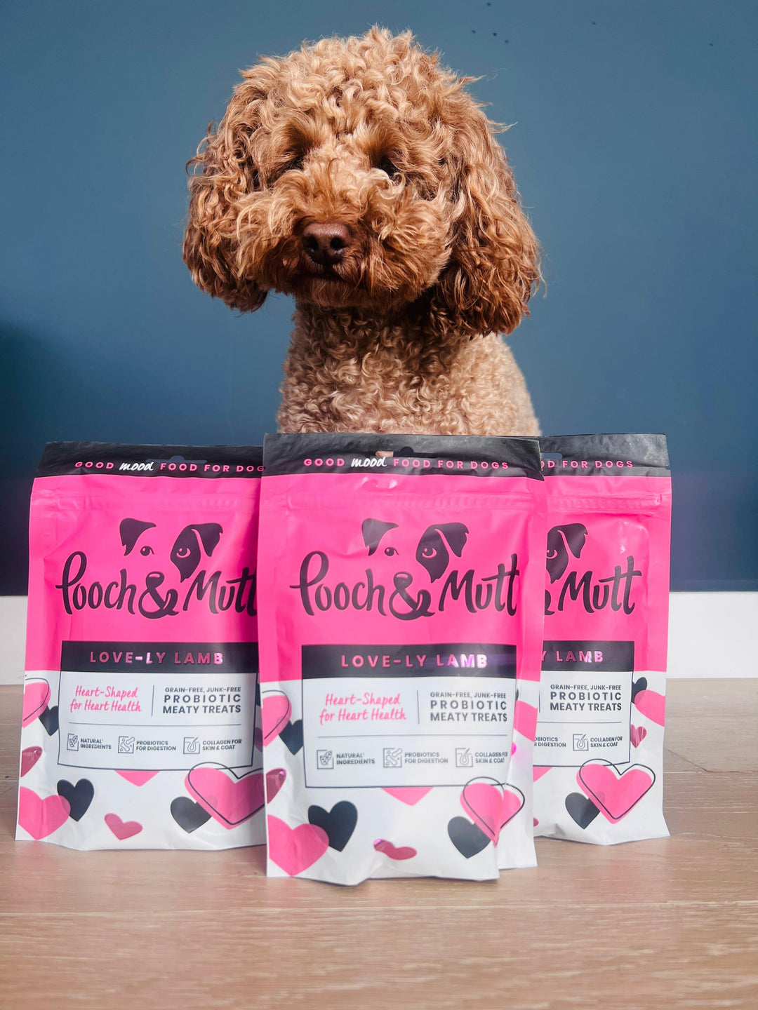 Probiotics and how they can benefit your dog. - PetBuddy