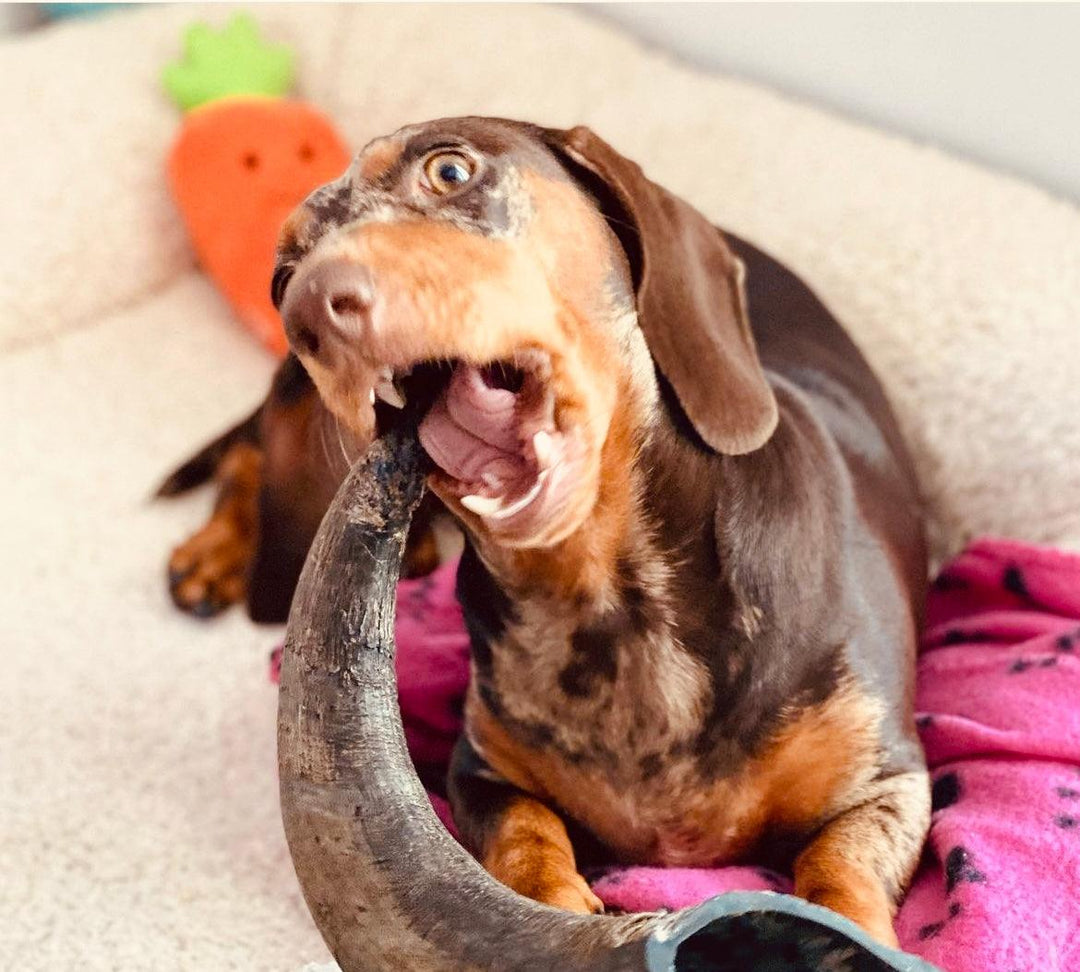 Waste Not, Want Not - PetBuddy