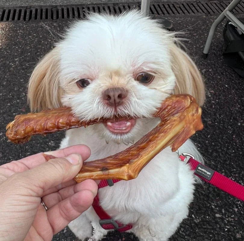 Small fluffy white dog with a red harness on holding a goose wing dog chew in their mouth.