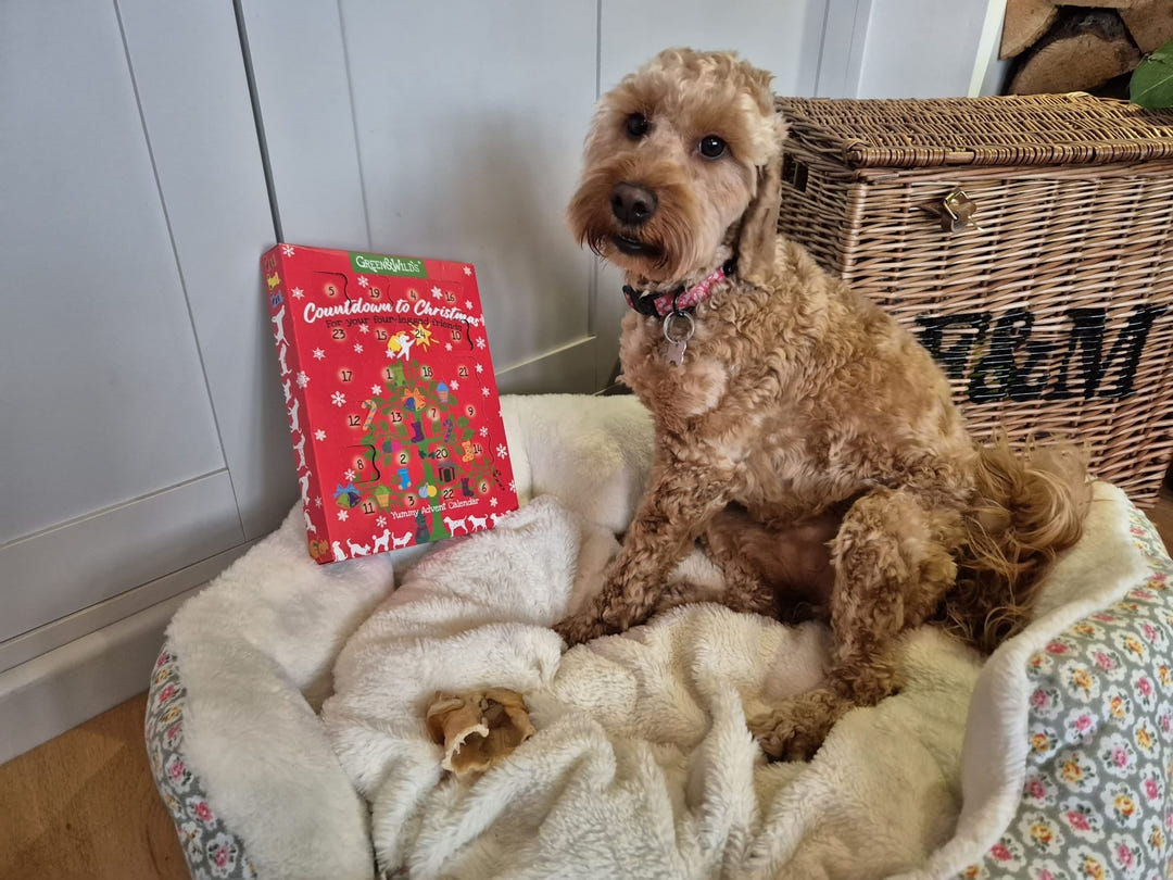 🎄 The Ultimate Guide to Dog Advent Calendars: A Festive Countdown Filled With Natural Treats 🐾