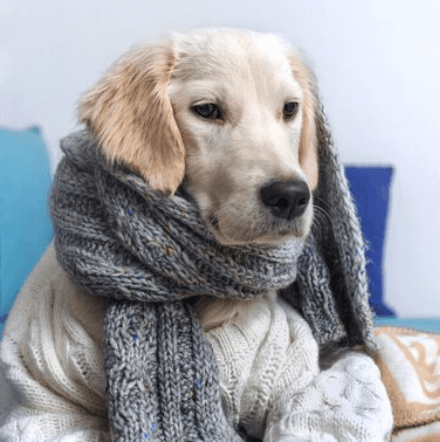 5 freezing cold day activities to enjoy with your dog