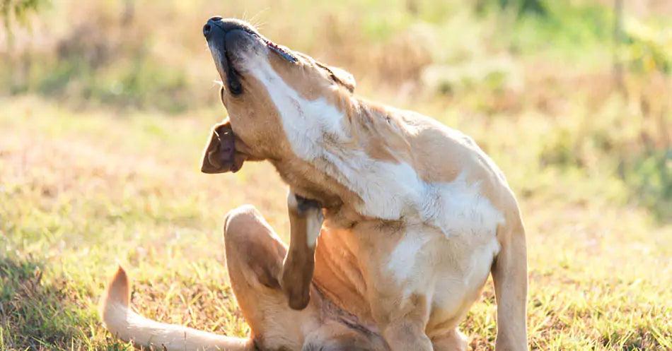 Signs Your Dog May Have a Food Sensitivity