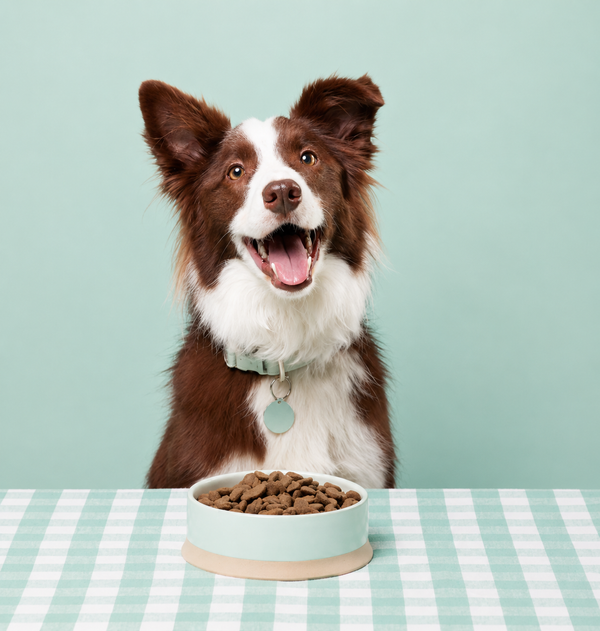 Are Grain-Free Dog Treats Better? What Dog Owners Need to Know