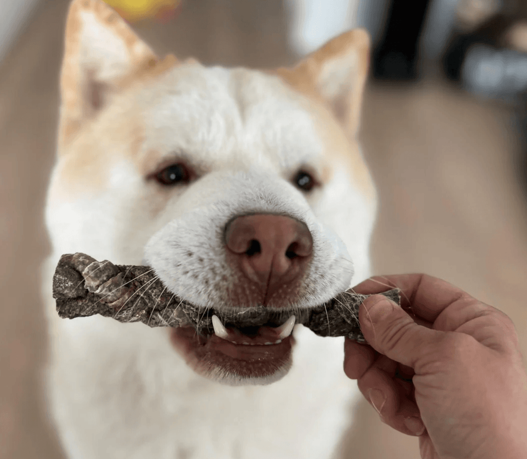 The benefits of natural dog treats for your best friend