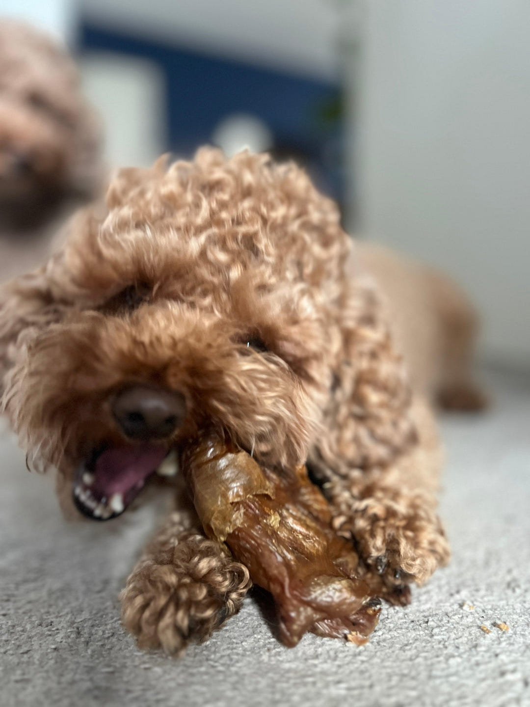 The Ultimate Guide to Ostrich Dog Treats: A Healthy & Hypoallergenic Choice