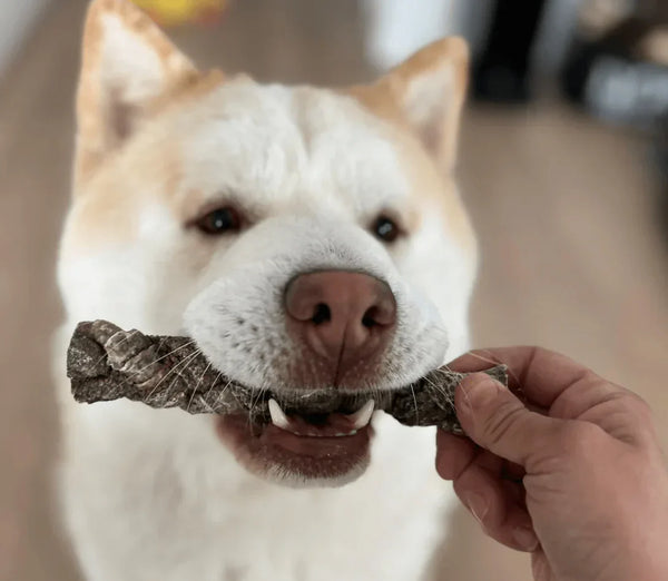 Single Protein Dog Treats Explained