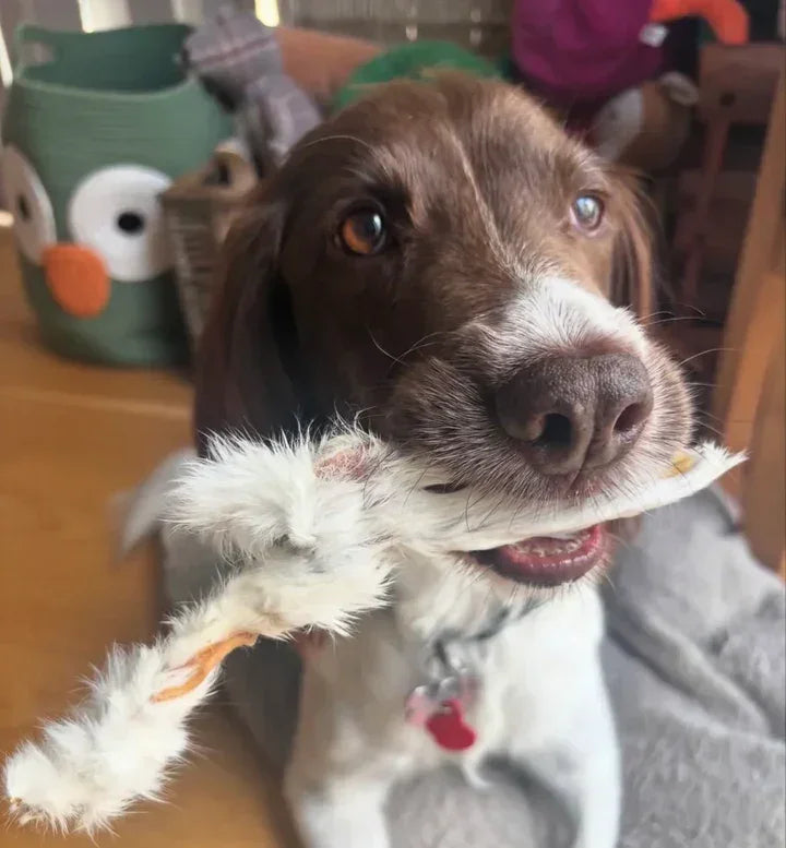 The Natural Health Benefits of Rabbit Ears with Fur for Dogs.