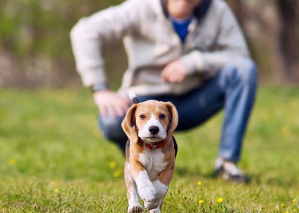 Small puppy running away from owner crouched down