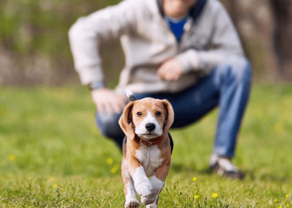 Training your puppy to come back!