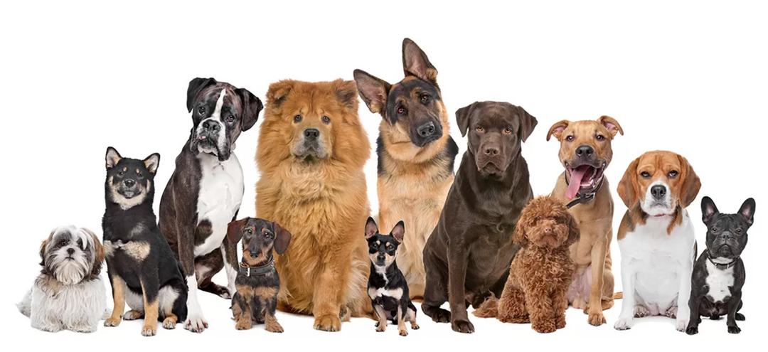 The Best Dog Breeds for Children: A Guide to Finding the Perfect Family Pet!