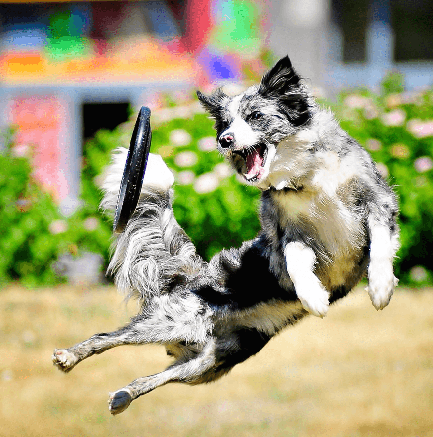 The Benefits of Glucosamine in a Dog’s Diet