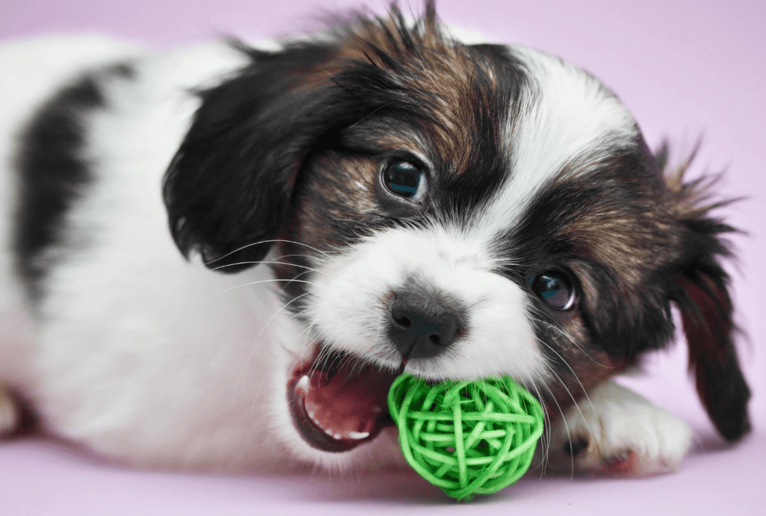 How to Help a Teething Puppy: Tips & Advice from PetBuddy