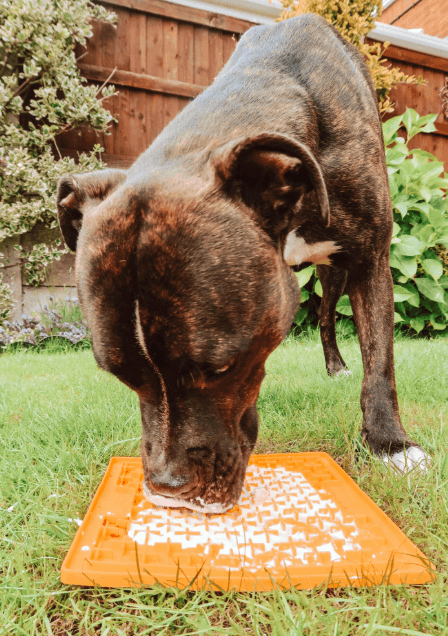 The Benefits of LickiMats for Dogs: Enrichment Made Easy