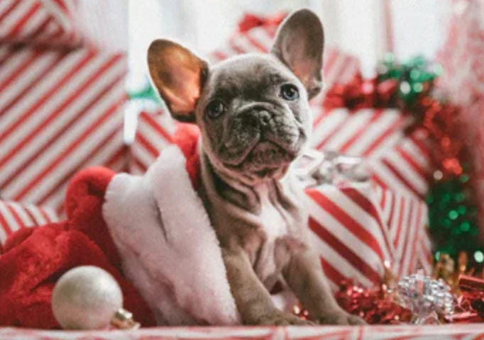 🎄 Christmas on a Budget: Affordable Dog Gifts Under £10 That Still Feel Special