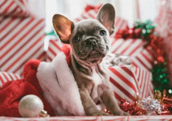 🎄 Christmas on a Budget: Affordable Dog Gifts Under £10 That Still Feel Special