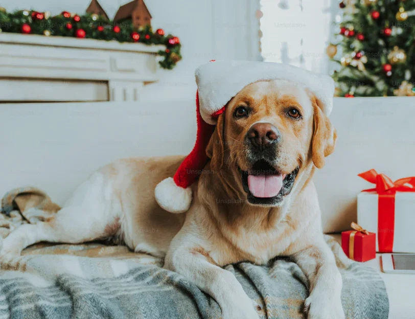 Goodbye 2025: A Year of Wagging Tails, Best Sellers &amp; Big Thank Yous 🐶🎉