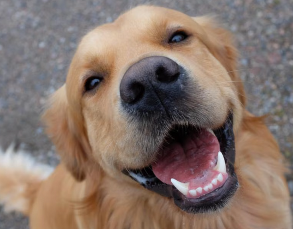 New Year, Healthier Dog: Why Now Is the Perfect Time to Switch to Natural Dog Treats