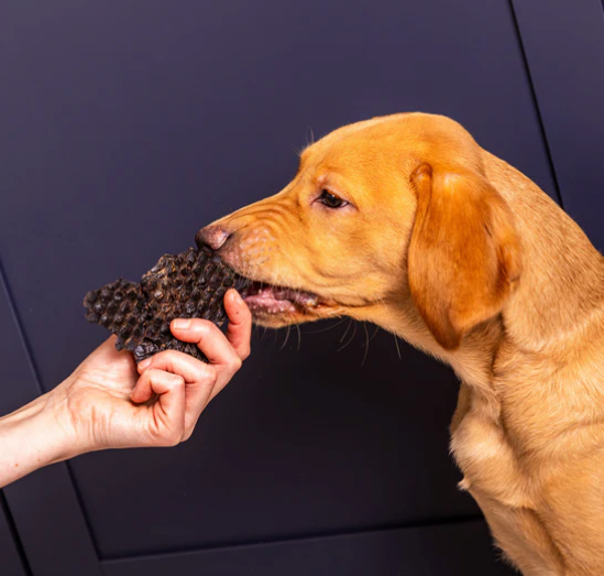 The Benefits of Adding Offal to Your Dog’s Diet 🐶🦴