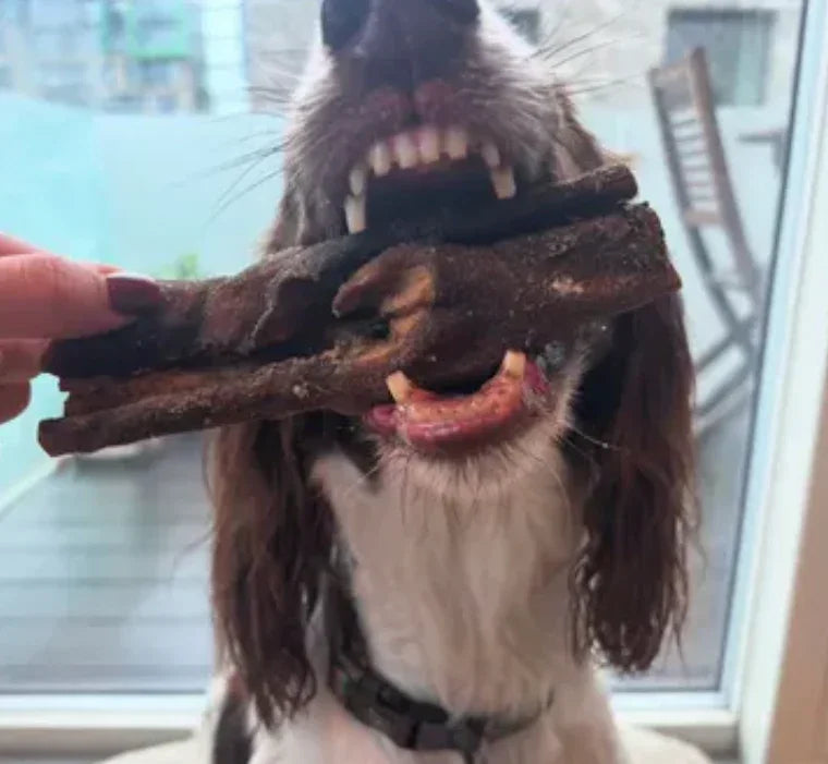 Collagen Dog Chews Explained: Joint, Skin and Dental Benefits.