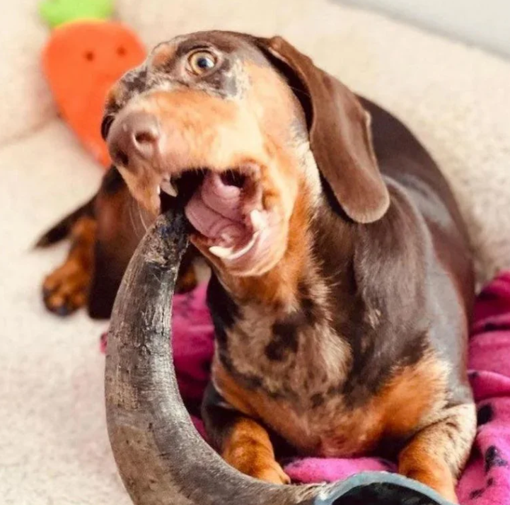 Long Lasting Dog Chews: Durable Treats for Dogs That Love to Chew