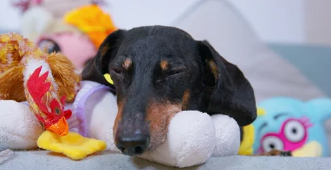 How to Tire Out a Dog Indoors (Rainy Days & Busy Workdays Solved)