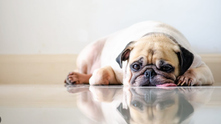 🧠 Is Your Dog Bored? 7 Signs to Look For (And What It Really Means)