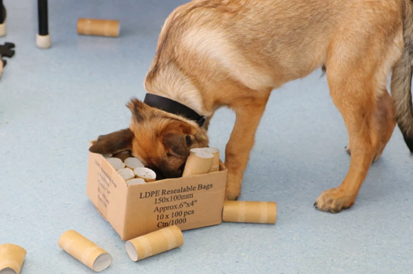 🧩 DIY Dog Enrichment Ideas Using Household Items (No Toys Needed)