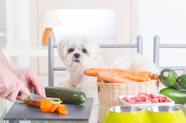 The Best Treats for Dogs with Sensitive Stomachs: A Complete UK Guide