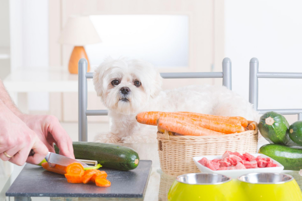 The Best Treats for Dogs with Sensitive Stomachs: A Complete UK Guide
