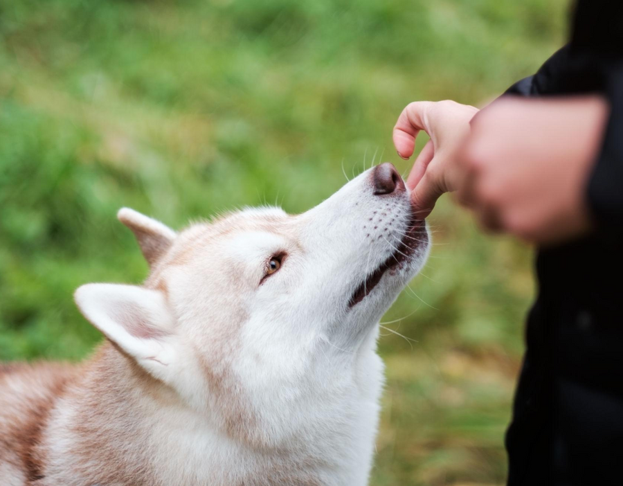 Why High-Value Treats Matter: The Secret to More Effective Dog Training
