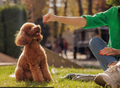 What Makes a Good Training Treat? The Complete Guide to Choosing Rewards That Help Your Dog Learn Faster