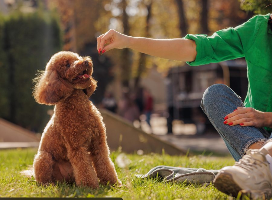 What Makes a Good Training Treat? The Complete Guide to Choosing Rewards That Help Your Dog Learn Faster