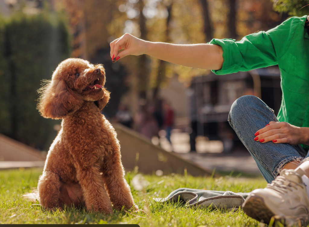What Makes a Good Training Treat? The Complete Guide to Choosing Rewards That Help Your Dog Learn Faster