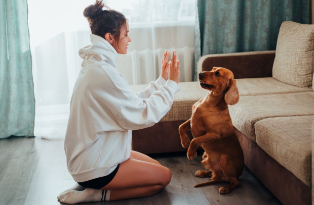 Happy dog looking at owner holding a small training treat during positive reinforcement training