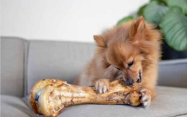 Hypoallergenic Training Treats for Dogs