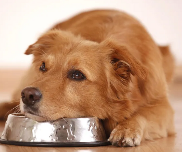 The Ultimate Guide to Low-Fat Dog Treats: Choosing Healthy Treats for Sensitive Dogs