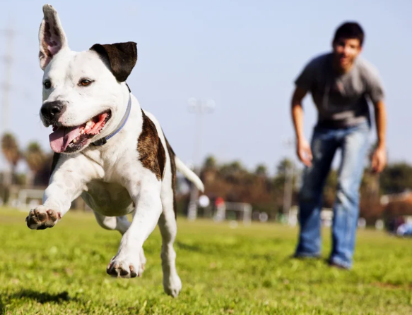 Why Dogs Lose Focus During Training (And How to Keep Their Attention).