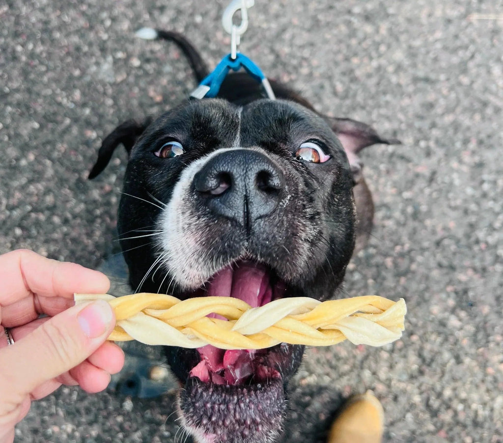 From Rawhide to Right Choices: Selecting Safer Treats for Your Pooch
