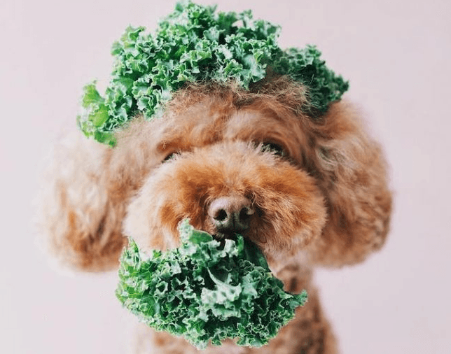 Getting veggies into your dog's diet - PetBuddy