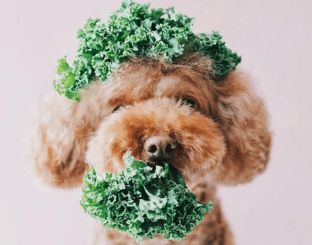 Getting veggies into your dog's diet