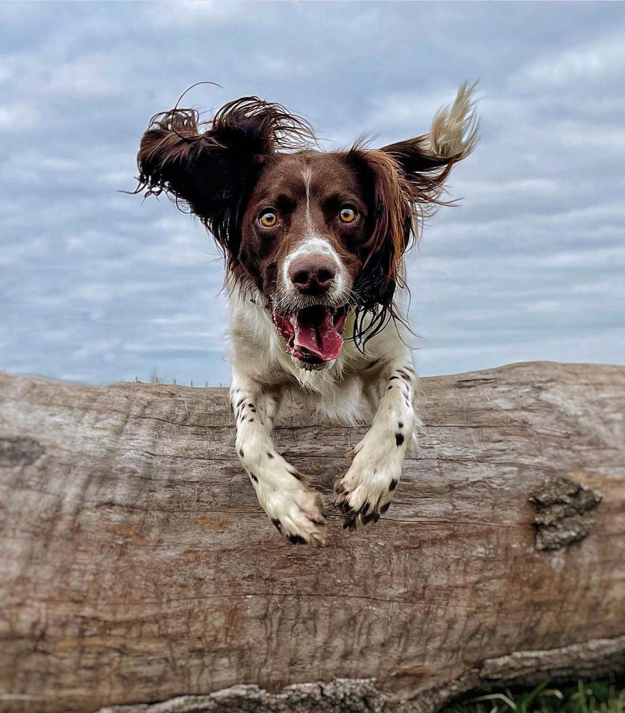 Glucosamine, the secret ingredient for your dog's joints.