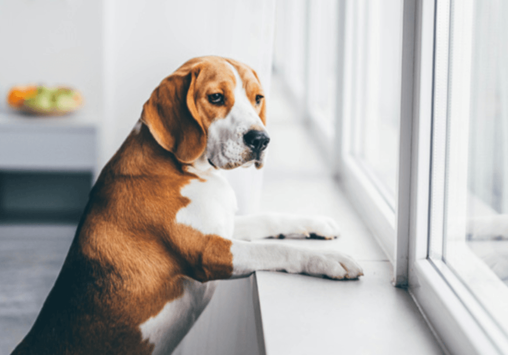 How long can you leave a dog alone for?