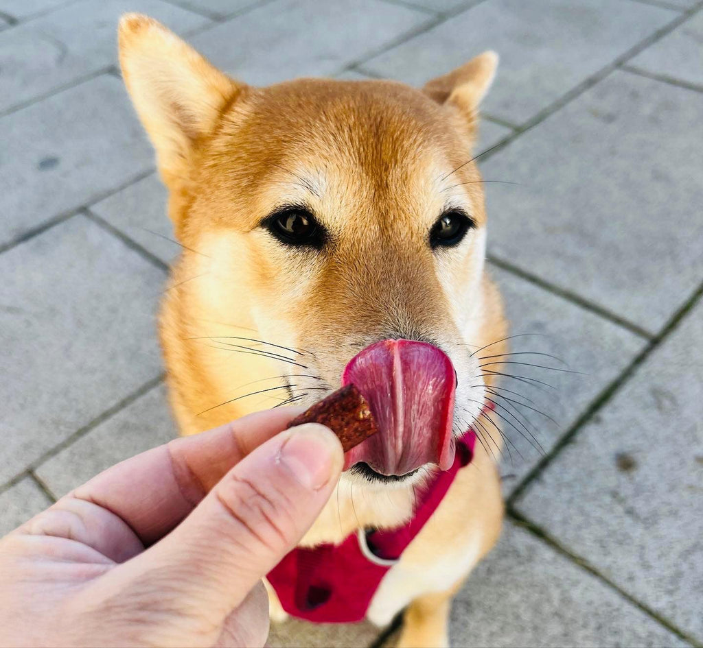 How To Choose Dog Treats Suitable For Small Breed Dogs