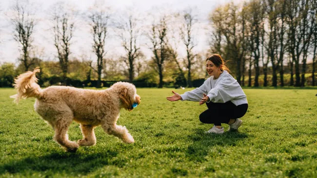 The Best Recall Training Treats: How to Choose Rewards That Bring Your Dog Back