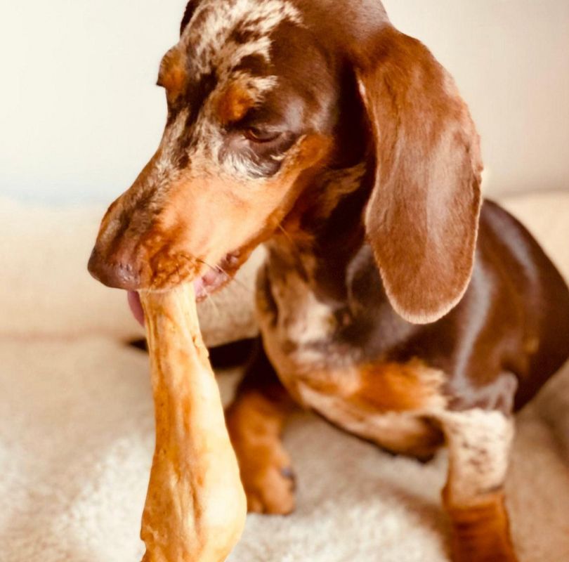 Natural vs. Processed Dog Treats: What’s Inside?