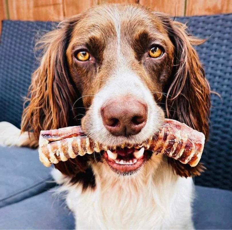 Dog Treat Ingredients Explained: Understanding the difference between poor quality and PetBuddy Treats