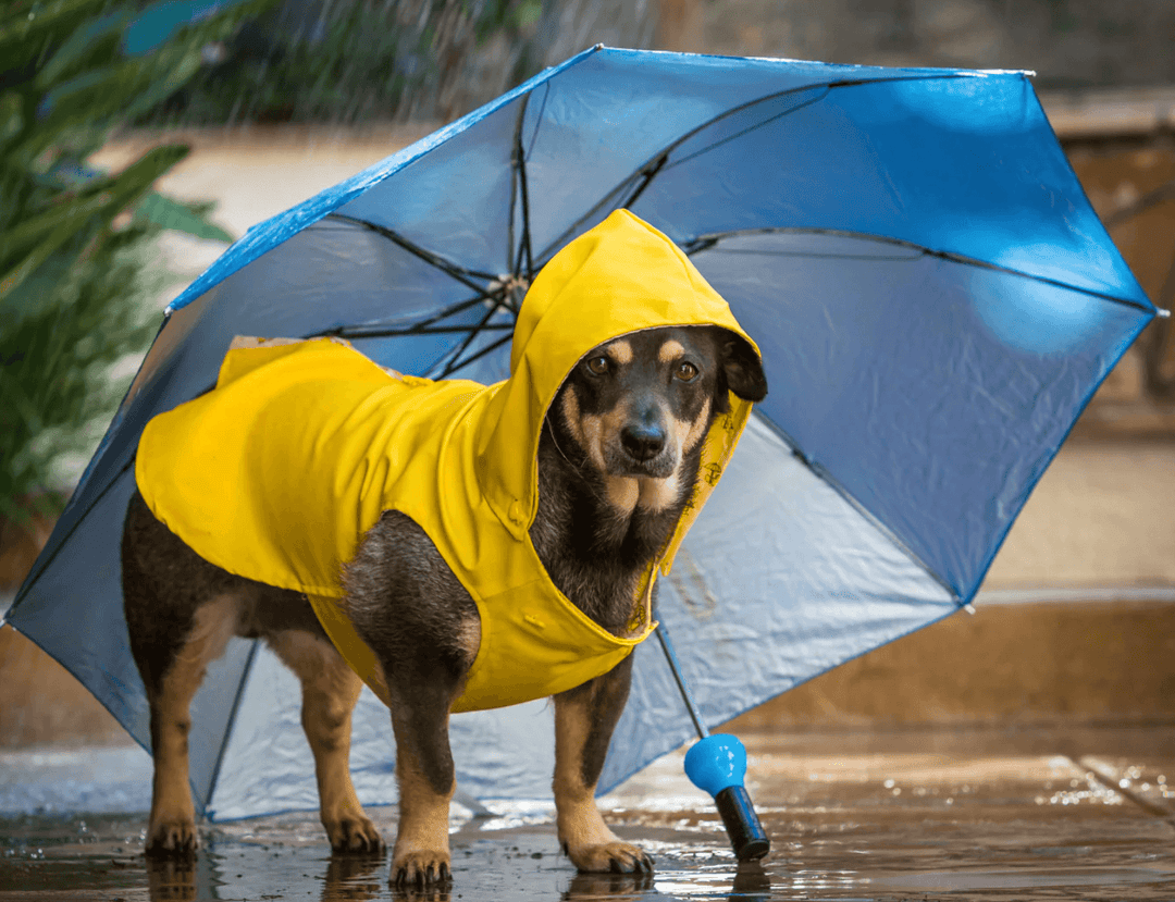 Rainy-Day Dog Walk Essentials - PetBuddy