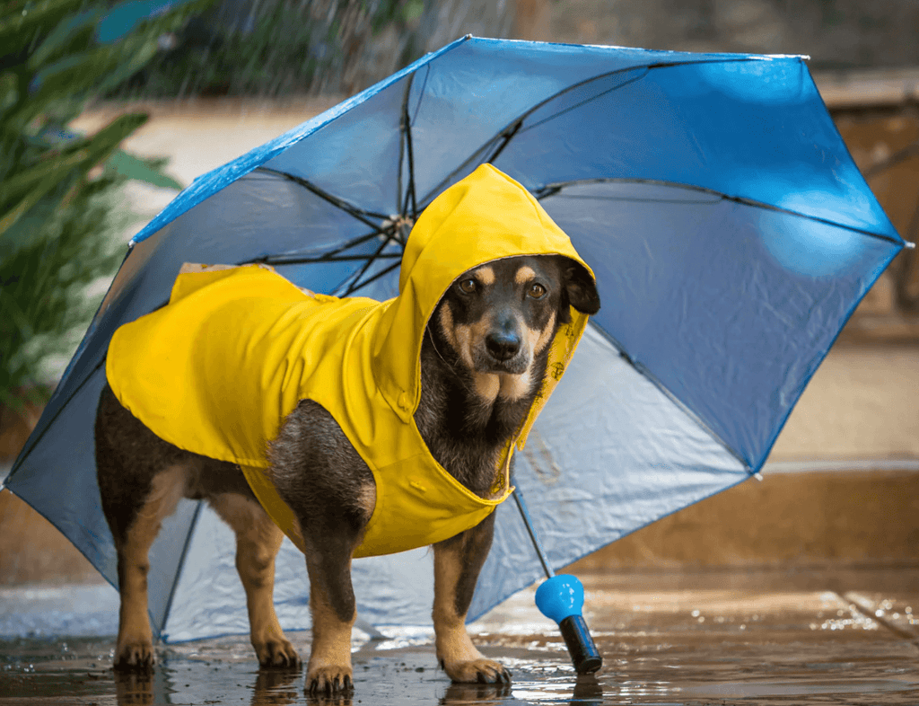 Rainy-Day Dog Walk Essentials