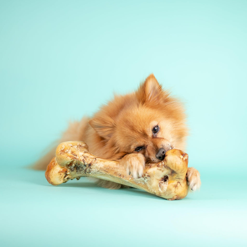 The Top 5 Long Lasting Treats For Your Dog.